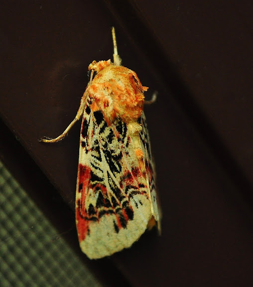 Noctuidae : Amphipyrinae : Spodoptera picta GUÉRIN-MÉNEVILLE, [1831]. Umina Beach (New South Wales, Australie), 13 mars 2011. Photo : Barbara Kedzierski