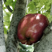 AppleJFirey.jpg