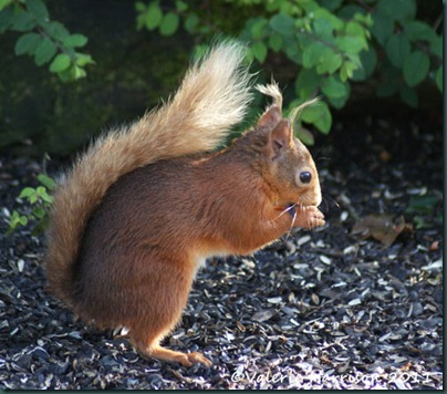 red-squirrel