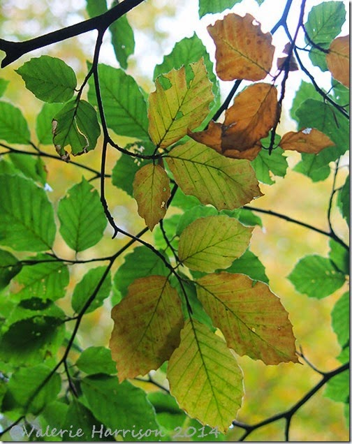 6 autumn-leaves