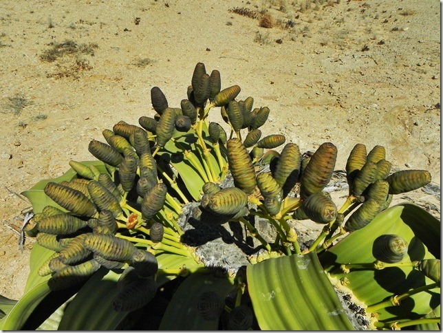 Welwitschia_DSCN6440