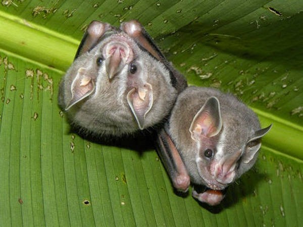 9- Morcegos 9- Morcegos