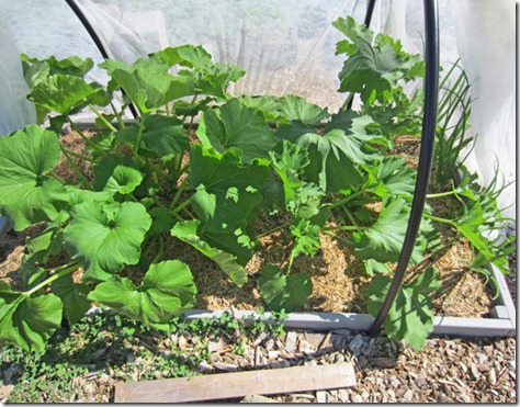 Sundance and Romanesco Costata summer squash