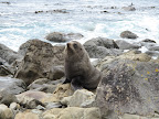 Seal