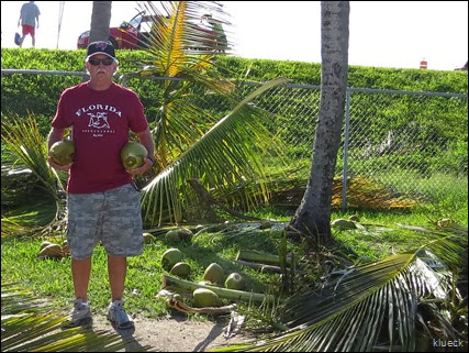 coconut palm trimming