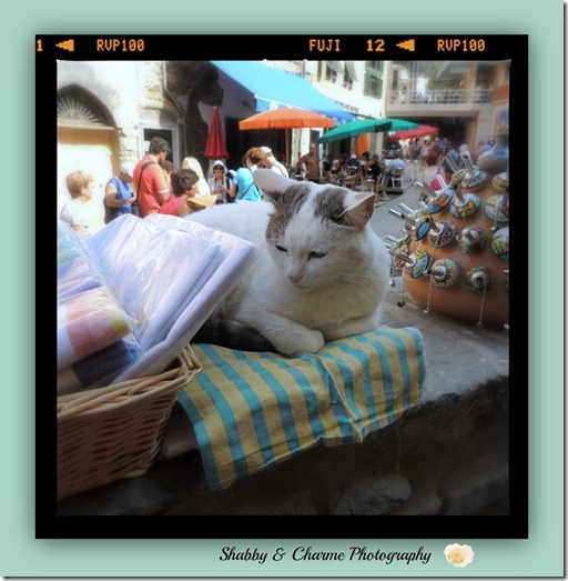 vernazzacat vernazzacat