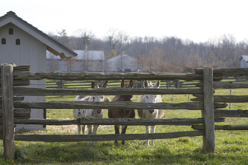 We Frenchies are very thankful that we get to share the farm with our friends, the miniature donkeys. Seen here are Billie, Rufus, and Clive. We Frenchies are very thankful that we get to share the farm with our friends, the miniature donkeys. Seen here are Billie, Rufus, and Clive.
