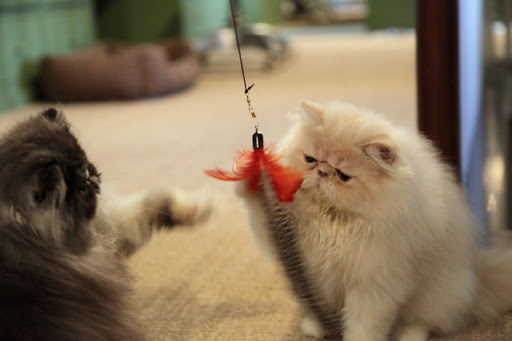 Oh no, Kublai!  Better catch it!  We just moved in.  We don't want Martha to think we're irresponsible!