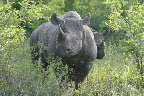Black rhino mother and child.