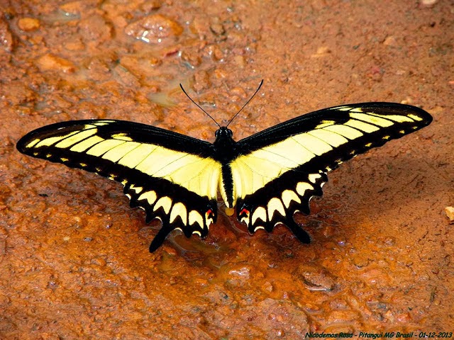 Heraclides astyalus astyalus (GODART, 1819) (= Papilio lycophron lycophron HÜBNER, 1818), mâle. Pitangui (MG, Brésil), 1er décembre 2013. Photo : Nicodemos Rosa
