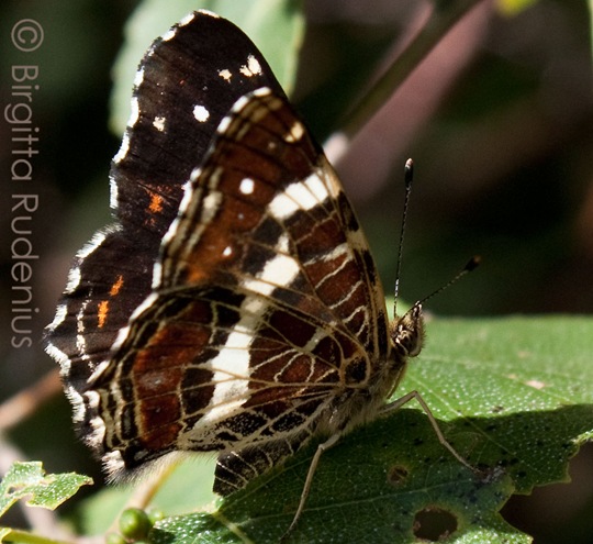 butterfly_20110802_skog butterfly_20110802_skog
