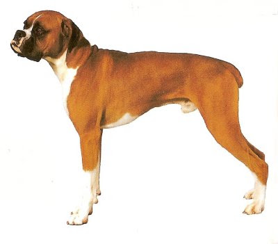 boxer (1).jpg