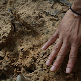 Footprint of a jaguar