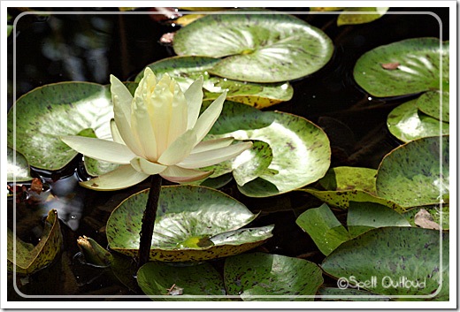 waterlily