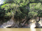 Just a nice patch of jungle we passed down the river - liked how the trees grow on the rocks.