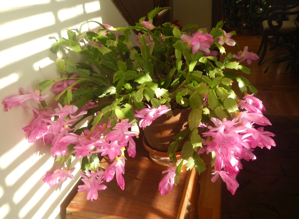 [DSCN4860%255B32%255D.jpg]