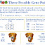 About breed - Kalahari's ABC of breeding