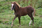 Bukett september 2010 3 månader