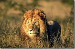 leon-sudafricano