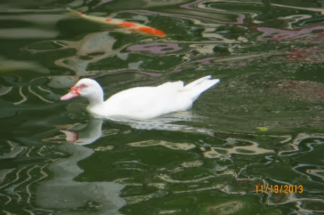 IMG_1586.jpg IMG 1586