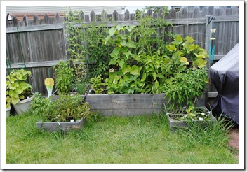 our little garden 2011-06-23 002