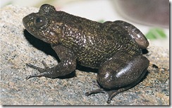 INDRANEIL'S NIGHT FROG- Nyctibatrachus indraneili INDRANEIL'S NIGHT FROG- Nyctibatrachus indraneili