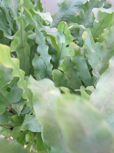 This plant's leaves remind me of lettuce leaves.