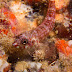 Hawaiian triplefin - Photo (c) 104623964081378888743, some rights reserved (CC BY-NC-SA)