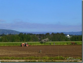 P1030317 P1030317