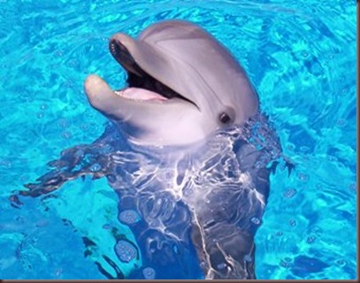 Amazing Animals Pictures Dolphin (3)