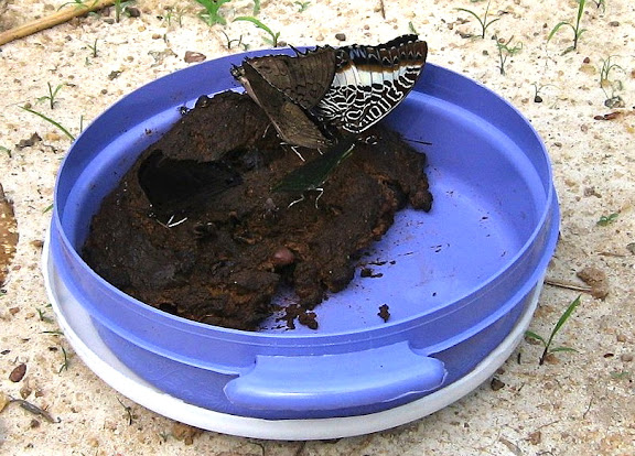 Cinq papillons dont Charaxes etheocles etheocles CRAMER, 1777 (?), Charaxes brutus brutus CRAMER, 1779, Charaxes eupale eupale DRURY, 1782 (au milieu) et, peut-être, Charaxes laodice DRUCE, 1782 (à gauche). Bobiri Forest (Ghana), 22 janvier 2006. Photo : Henrik Bloch