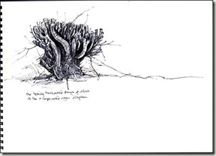 pollarded 1bg pollarded 1bg