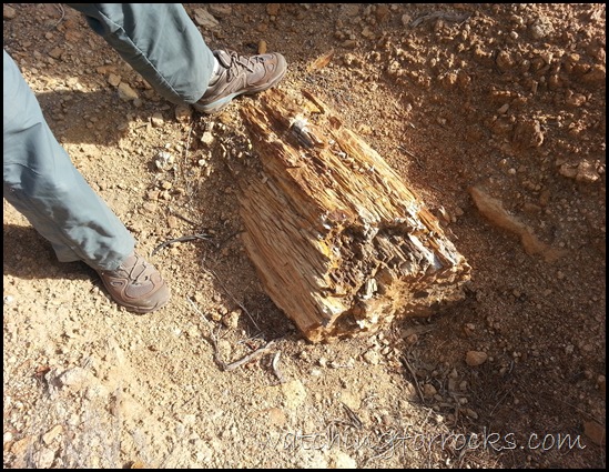 PetrifiedLog _104747