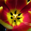 Tulips19 Watercolor.jpg