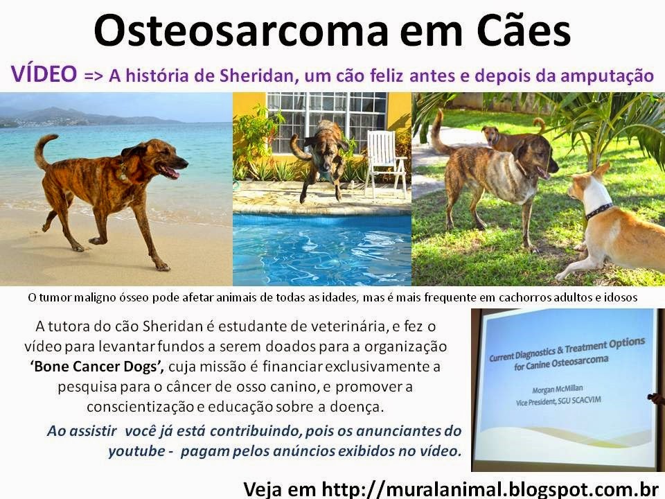 [Osteosarcoma%2520em%2520C%25C3%25A3es%255B3%255D.jpg]