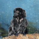Black Tamarin