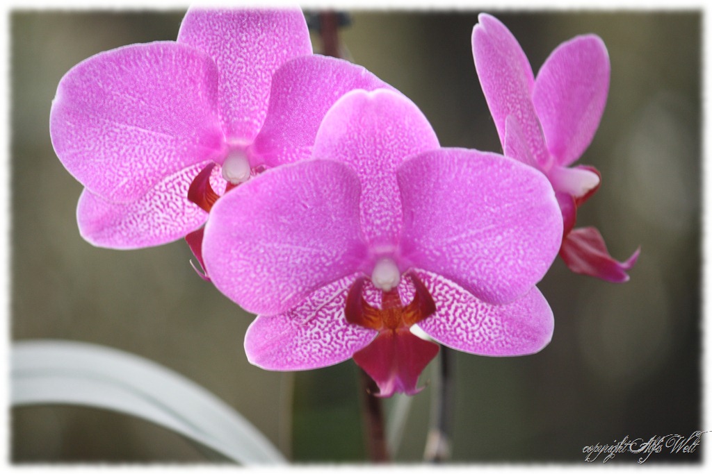 [orchidee%255B3%255D.jpg]