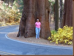 042 Sequoia & Kings Canyon NP (79)