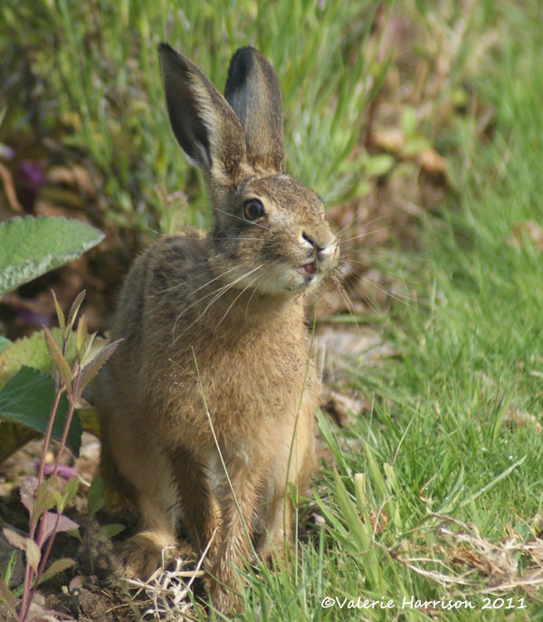 [hare-1%255B2%255D.jpg]