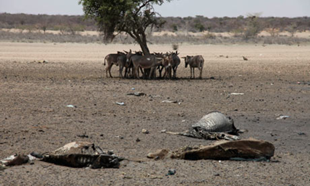 Carcasses of cattle lie on the ground near Lagbogal, Kenya, July 2011. Scientists are blaming La Ni&ntilde;a for the drought, which is the worst seen in the Horn of Africa for more than 60 years. Photograph: Sayyid Azim / AP