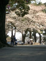 小田原城桜三分咲き