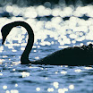 WS1102 Black Swan.jpg