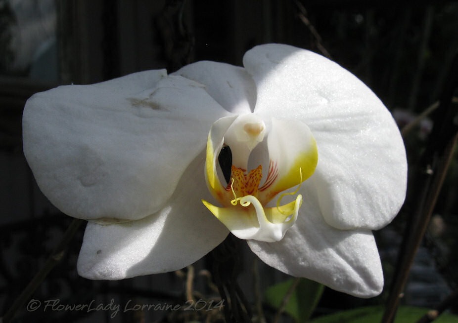 [04-29-unkn-white-orchid%255B2%255D.jpg]