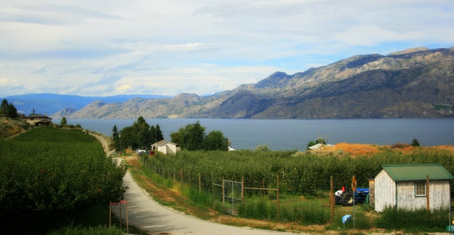 Orchard & Vineyards by Lake Okanagan