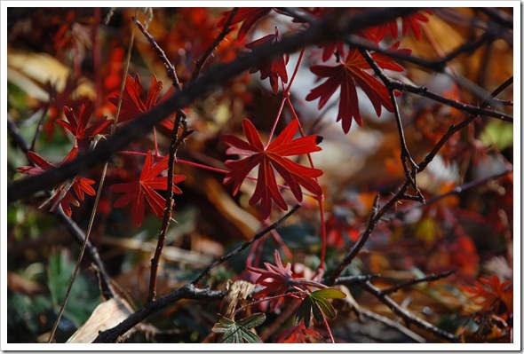 red leaf