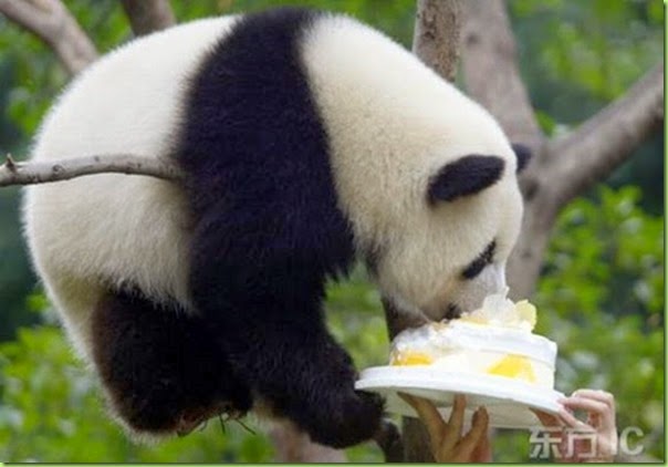 china-panda-birthday-01