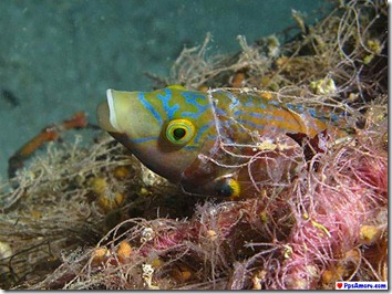 australia barrera coralina (46)