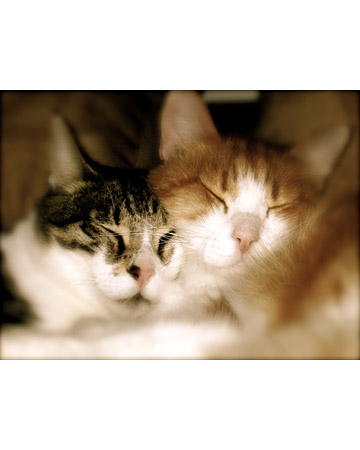 Max and Bobo, cats from Windermere, Florida, taking one of their daily naps after thoroughly grooming each other. Contributed by Alberta72. Max and Bobo, cats from Windermere, Florida, taking one of their daily naps after thoroughly grooming each other. Contributed by Alberta72.