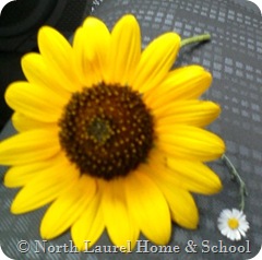 lilflowerbigflower