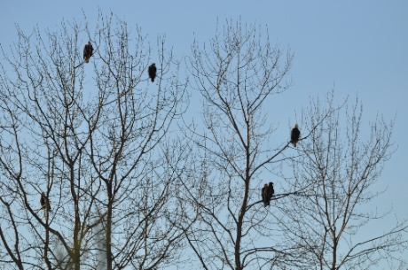 Eagles1.jpg Eagles1